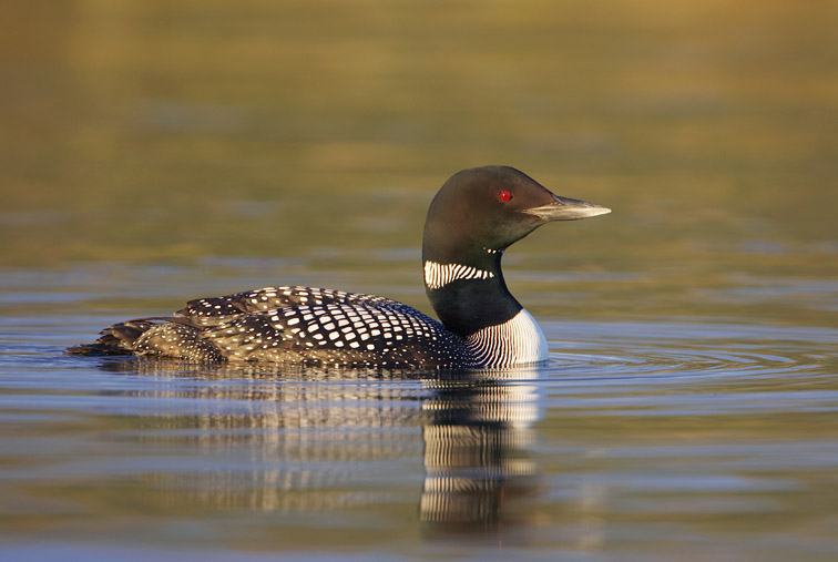 Great Northern Diver (Gavia immer) adult in breeding plumage on water in evening light. Iceland.